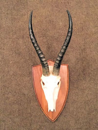 Antelope Horns T226