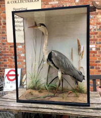 Cased Heron by Pashley Norfolk