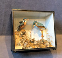 Cased Pair of Kingfishers with 6 Chicks