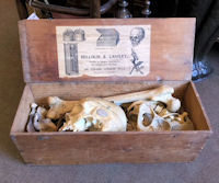 Millikin & Lawley Part Skeleton in Crate
