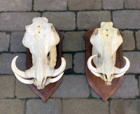 Pair of Mounted Warthog Skulls