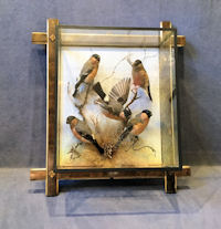 Picture Frame Case of Bullfinches