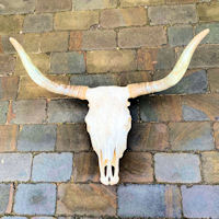 Ranch Cattle Part Skull and Horns T285