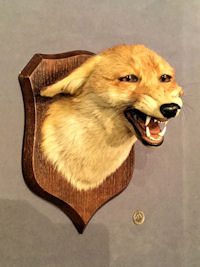 Spicer Fox Mask 