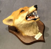 Spicers Fox Mask