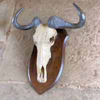 Wildebeest Mounted Part Skull & Horns T286