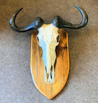 Wildebeest Part Skull & Horns Mount T288