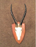Antelope Horns — Horn