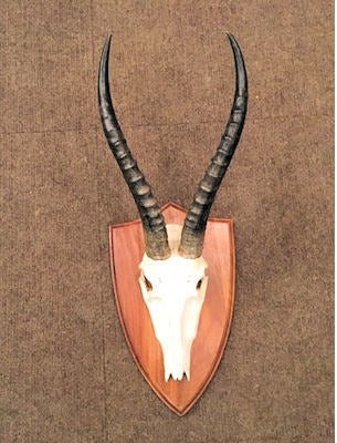 Antelope Horns — Horn