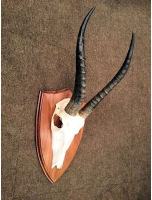 Antelope Horns — view 2