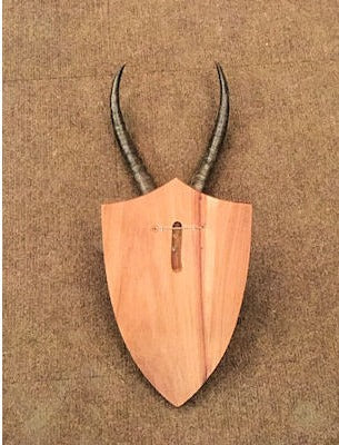Antelope Horns — view 3