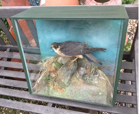 Cased Female Sparrow Hawk