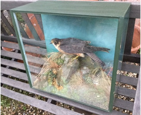Cased Female Sparrow Hawk — view 2