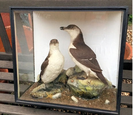 Cased Pair of Guillemots — Glass, 1920's