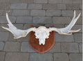European Elk Antlers — 1920