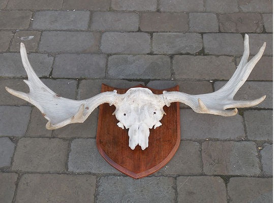 European Elk Antlers — 1920