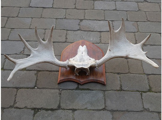 European Elk Antlers — view 2