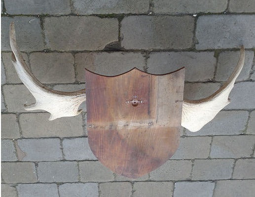 European Elk Antlers — view 3