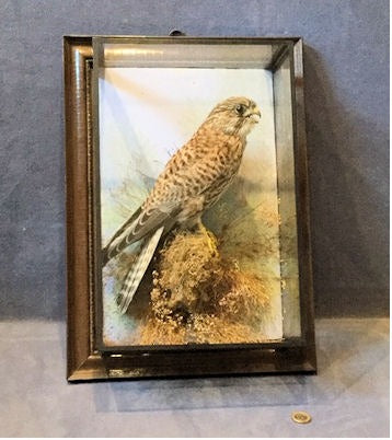 Kestrel in Picture Frame Case — Glass, circa 1920