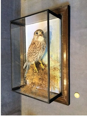 Kestrel in Picture Frame Case — view 2