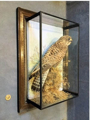 Kestrel in Picture Frame Case — view 3