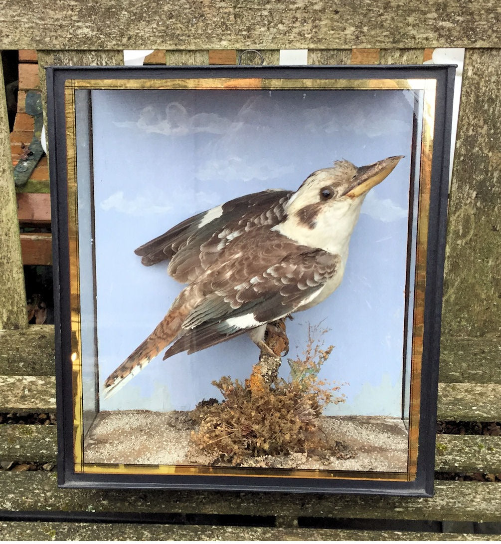 Kookaburra — Glass, 1920's