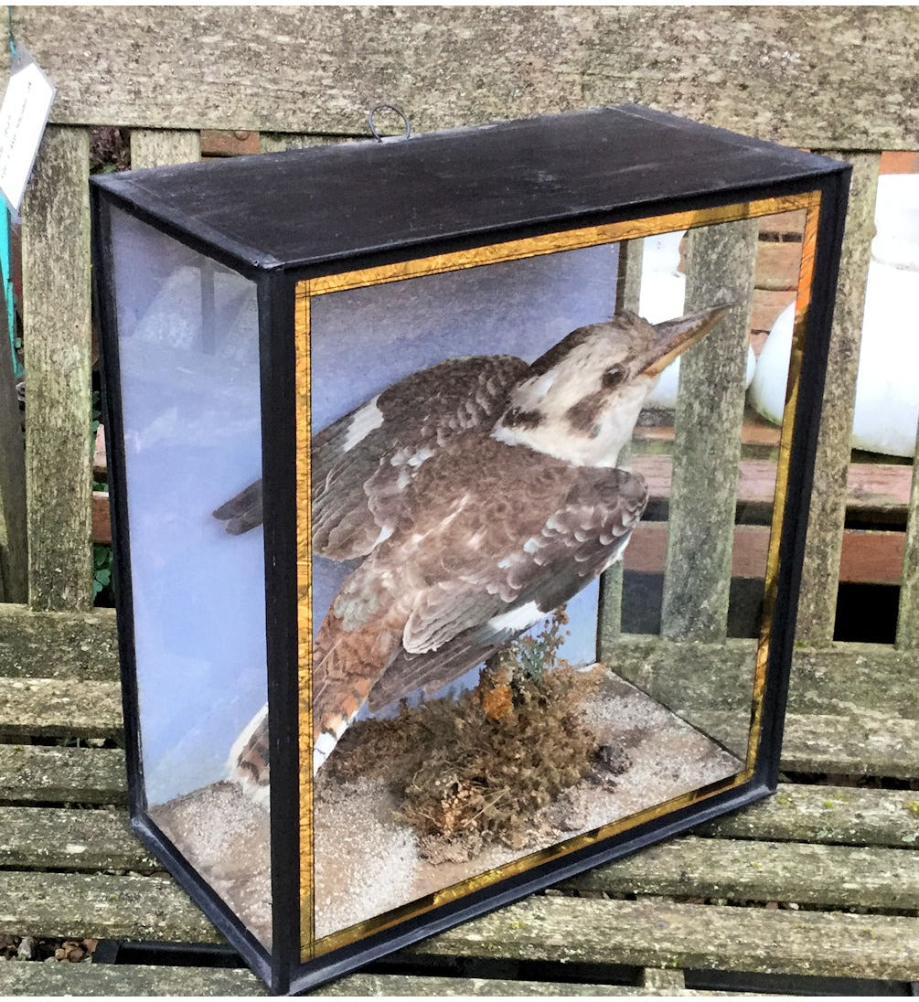 Kookaburra — view 2