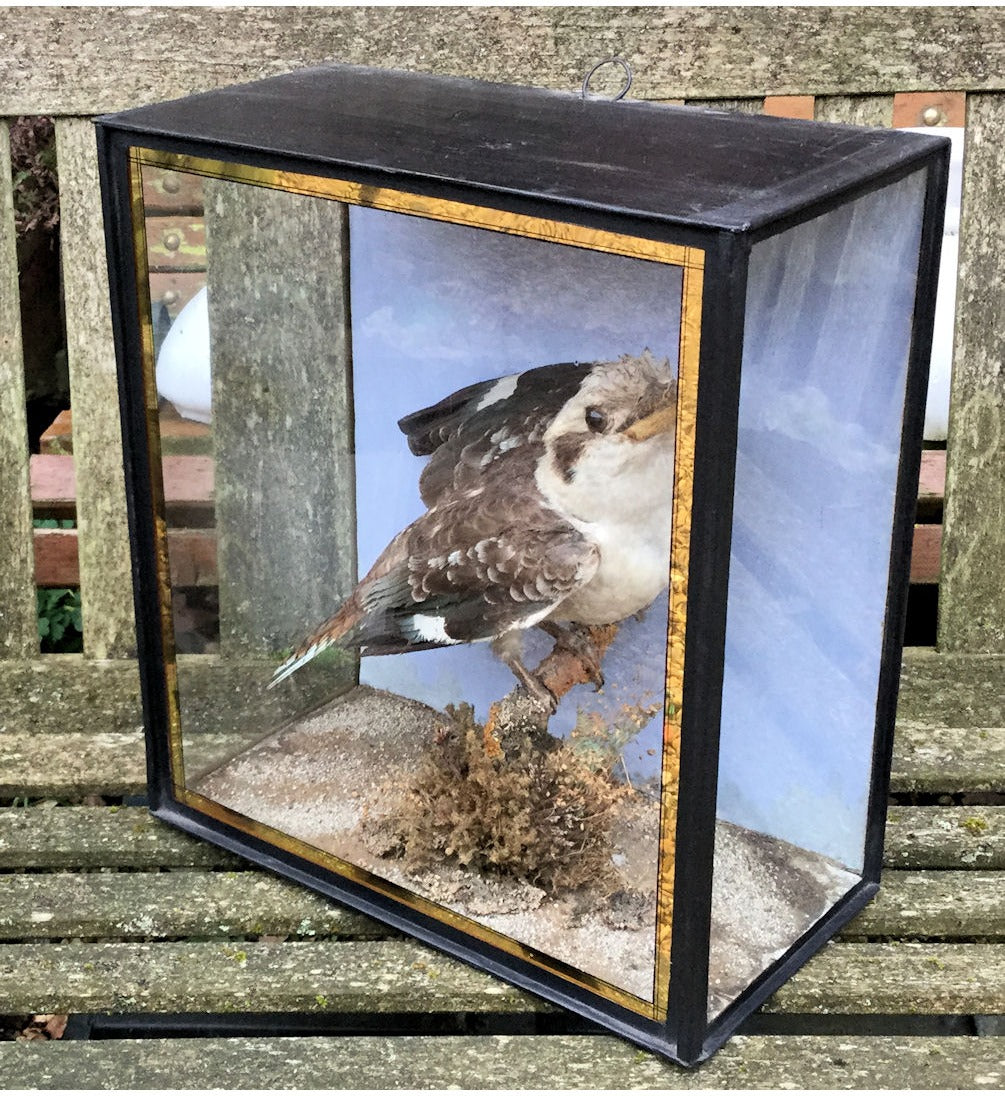 Kookaburra — view 3