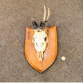 Mounted Peruke Roe Deer Antlers — Oak