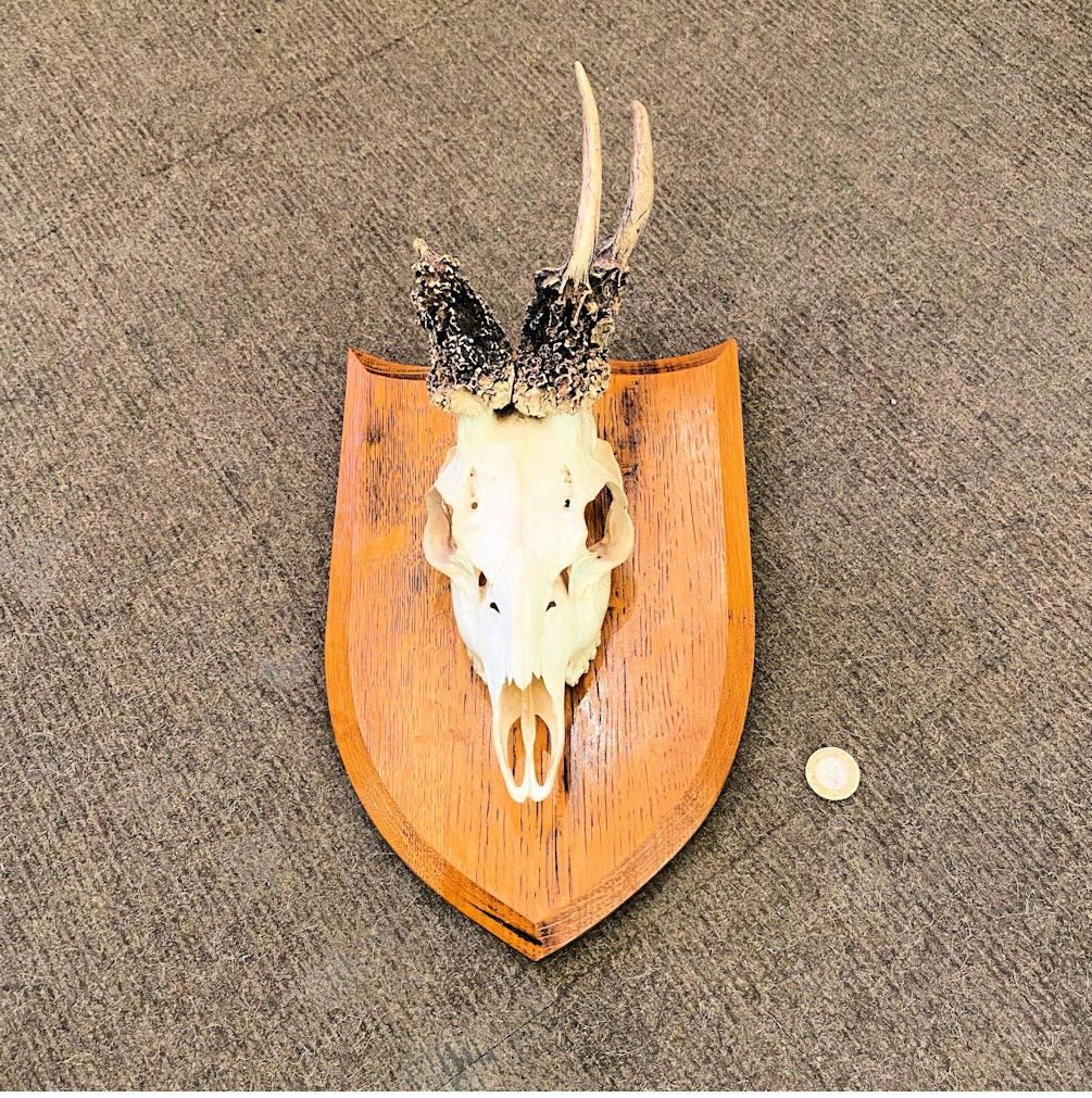 Mounted Peruke Roe Deer Antlers — Oak