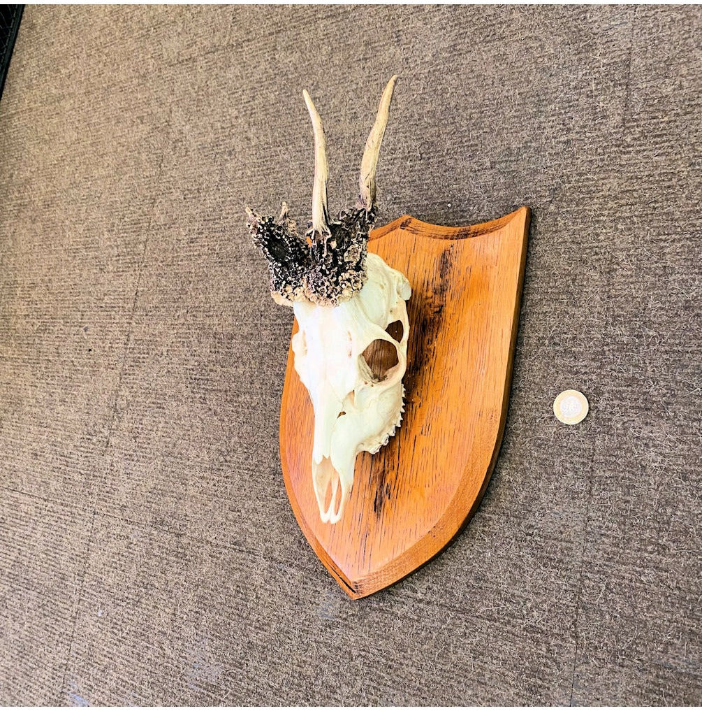 Mounted Peruke Roe Deer Antlers — view 2