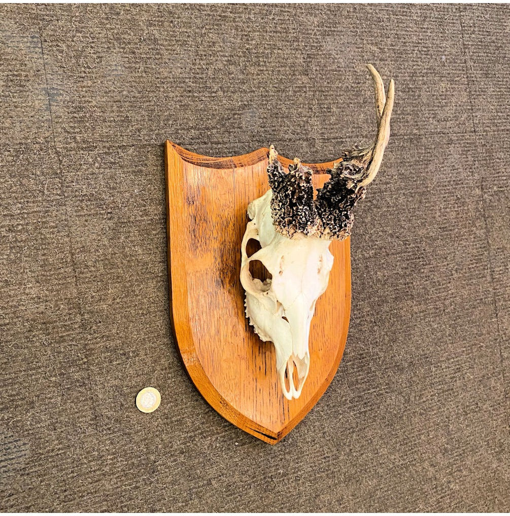 Mounted Peruke Roe Deer Antlers — view 3