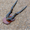 Pair of Mounted Eland Horns — Horn, circa 1900