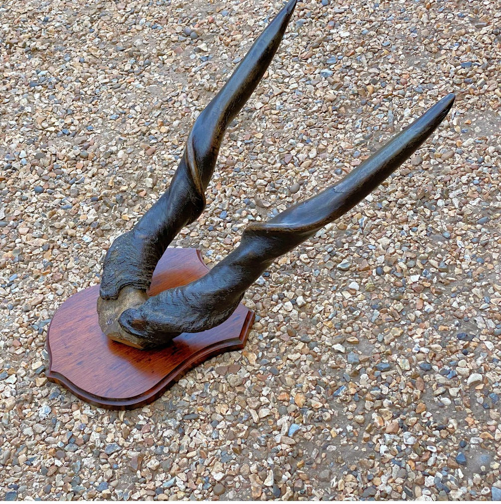 Pair of Mounted Eland Horns — Horn, circa 1900