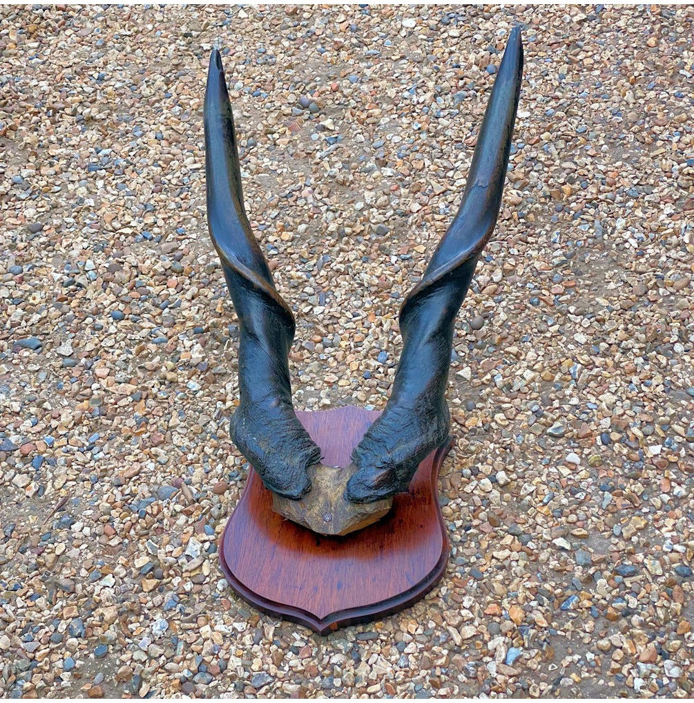 Pair of Mounted Eland Horns — view 2