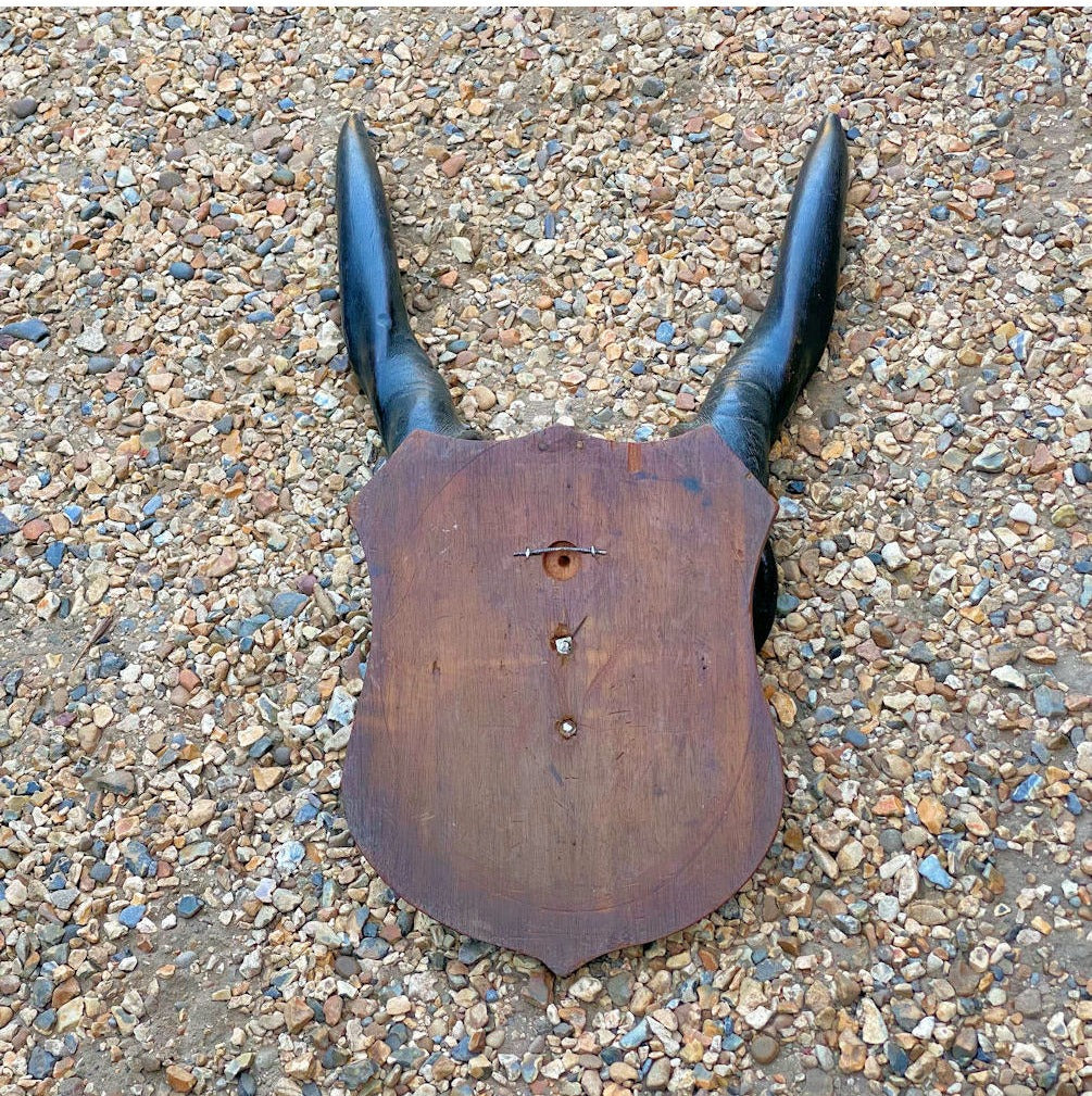 Pair of Mounted Eland Horns — view 3