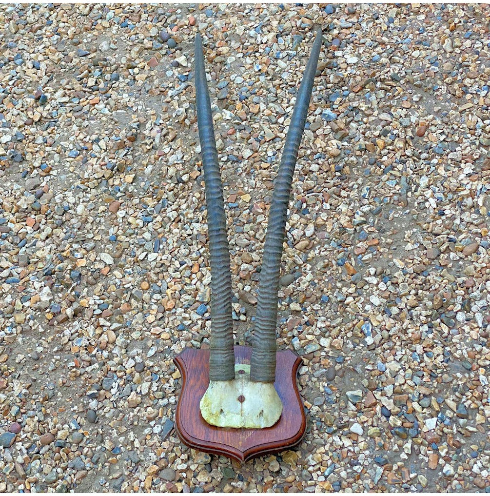 Pair of Mounted Oryx Horns — view 2