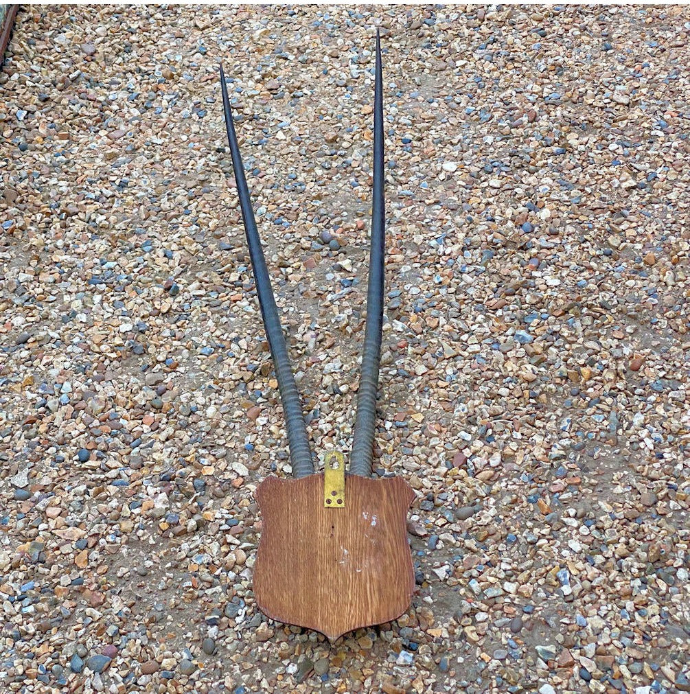 Pair of Mounted Oryx Horns — view 3