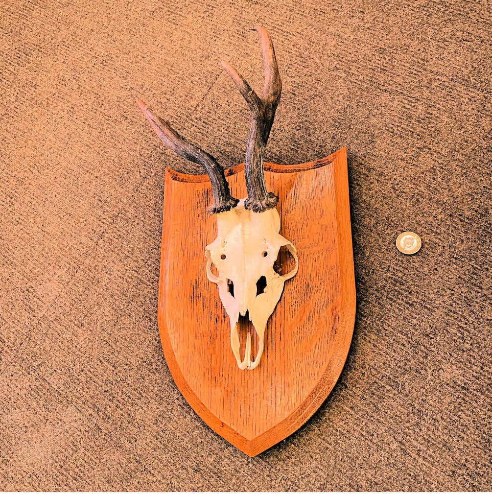 Pair of Mounted Roe Deer Prickets — Oak