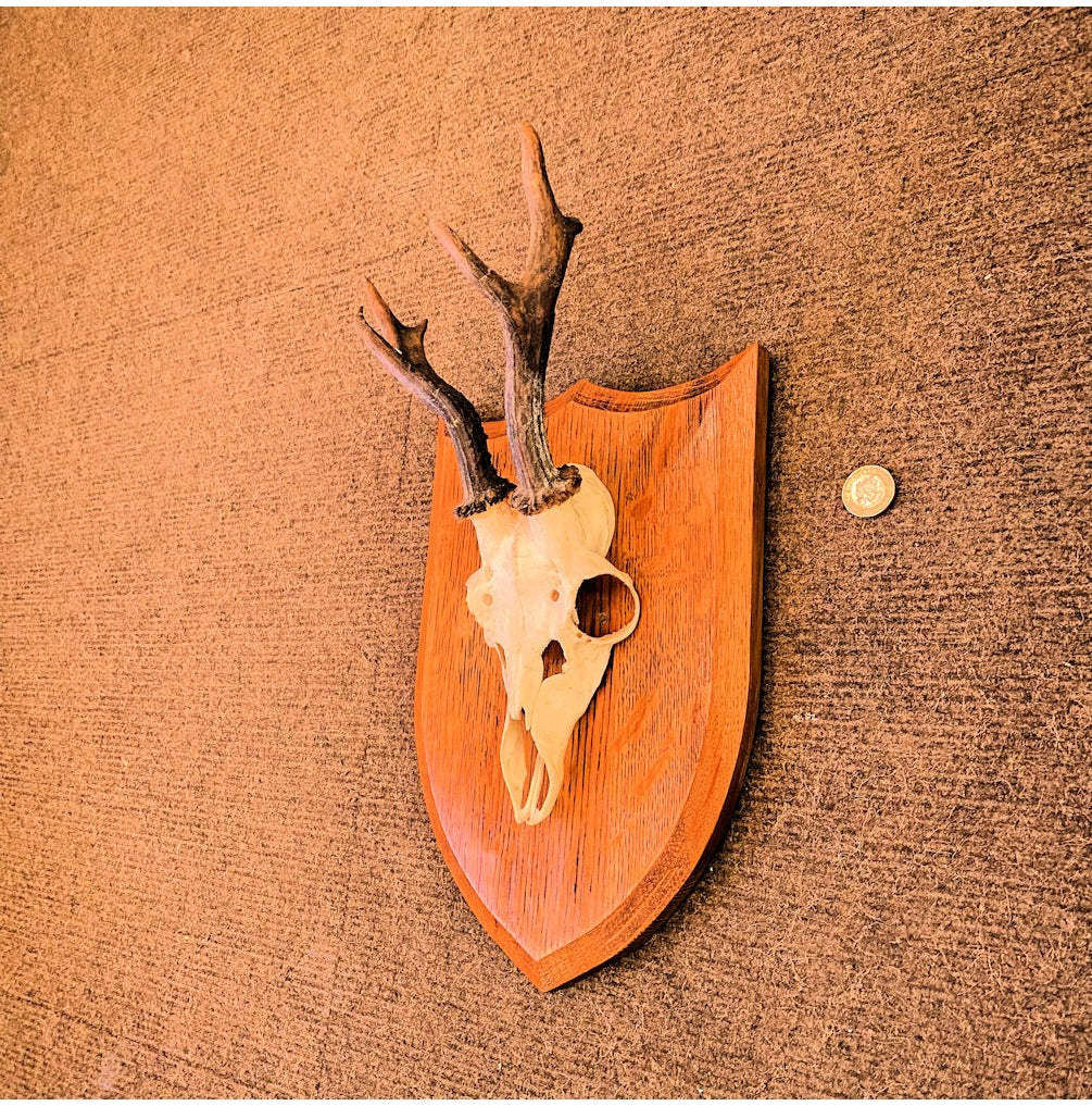 Pair of Mounted Roe Deer Prickets — view 2