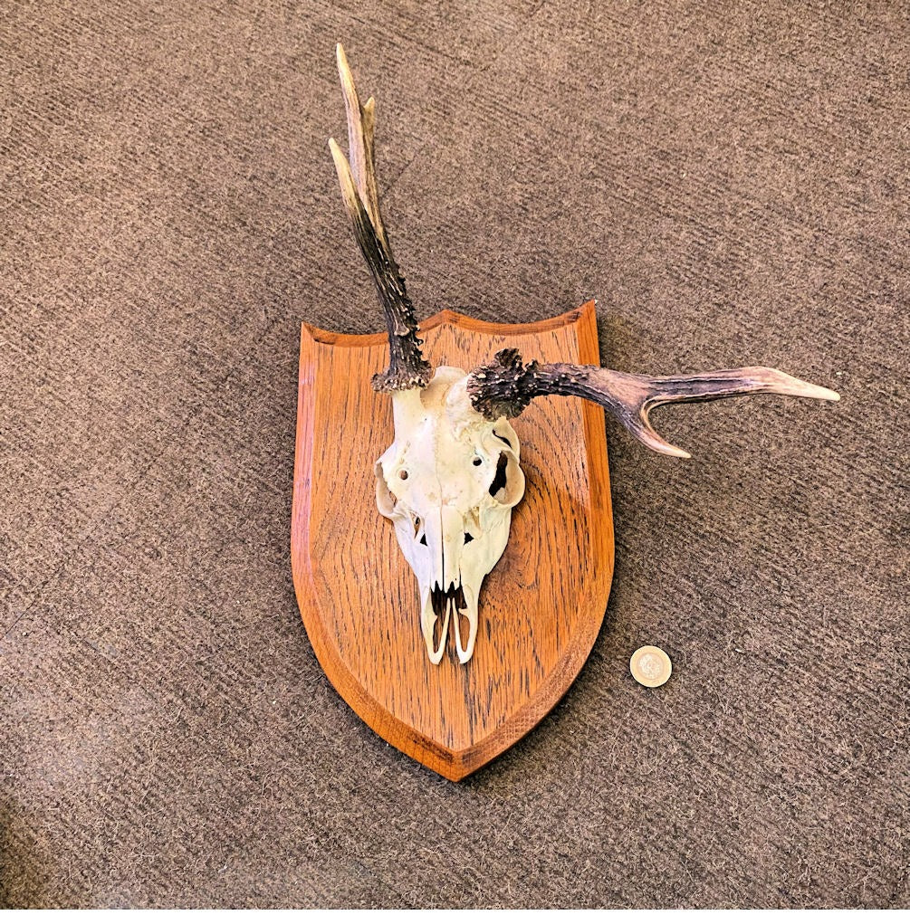Pair of Mounted Roe Deer Prickets — Oak