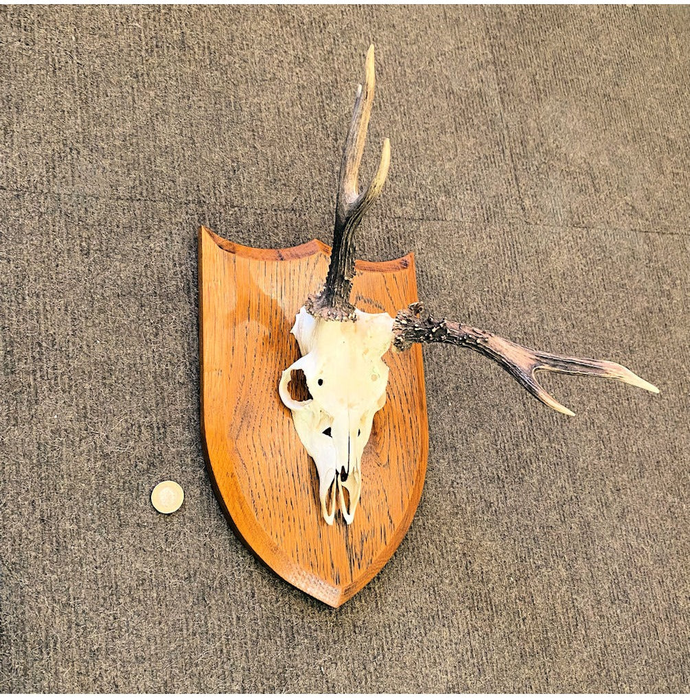 Pair of Mounted Roe Deer Prickets — view 2
