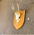 Pair of Mounted Roe Deer Prickets — Oak