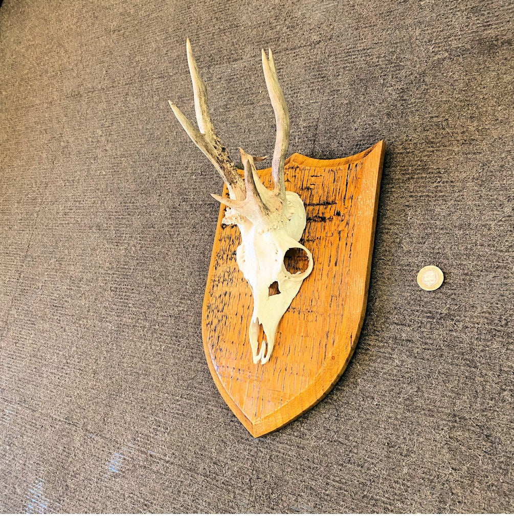 Pair of Mounted Roe Deer Prickets — Oak