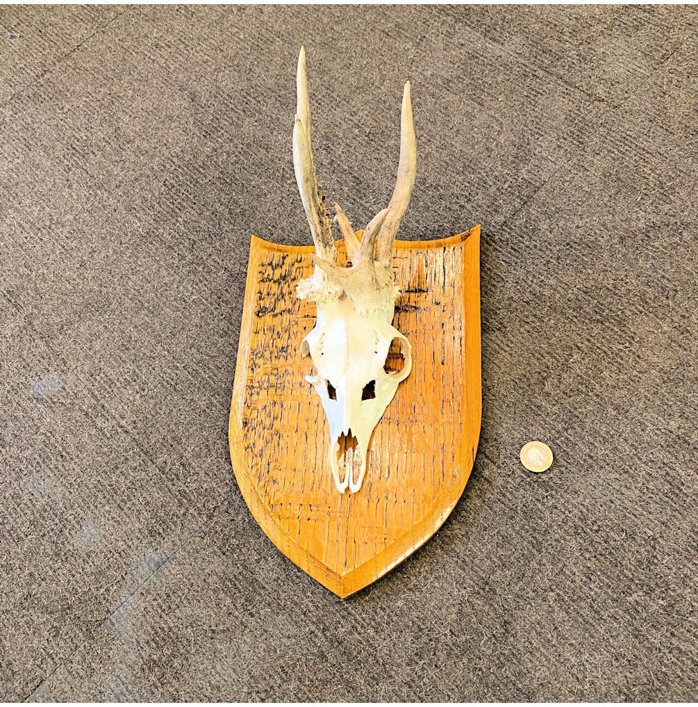 Pair of Mounted Roe Deer Prickets — view 2