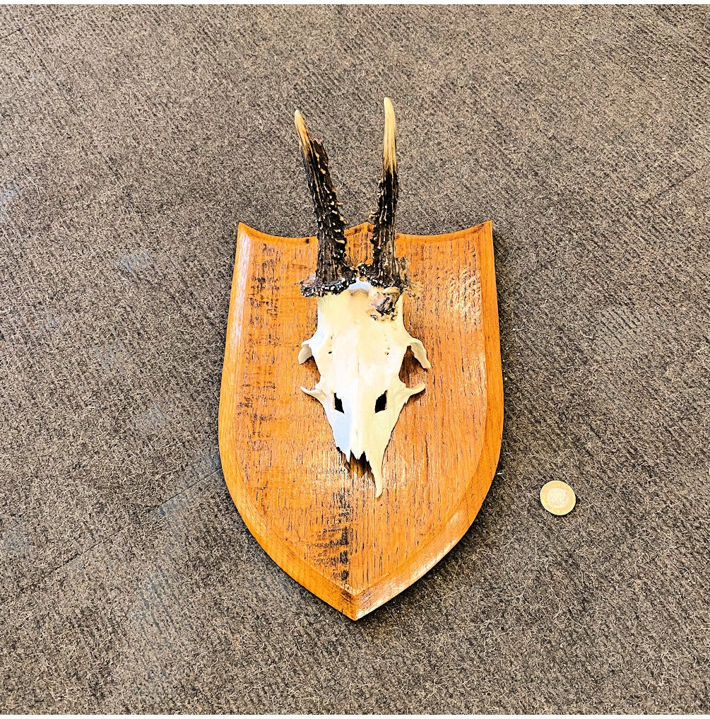 Pair of Mounted Roe Deer Prickets — view 2