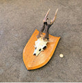 Pair of Mounted Roe Deer Prickets — Oak