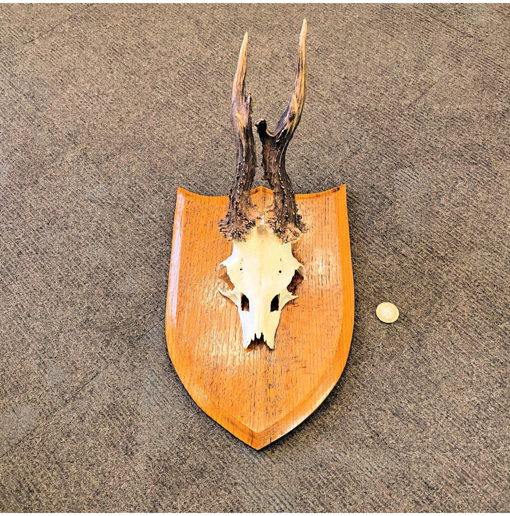 Pair of Mounted Roe Deer Prickets — view 2