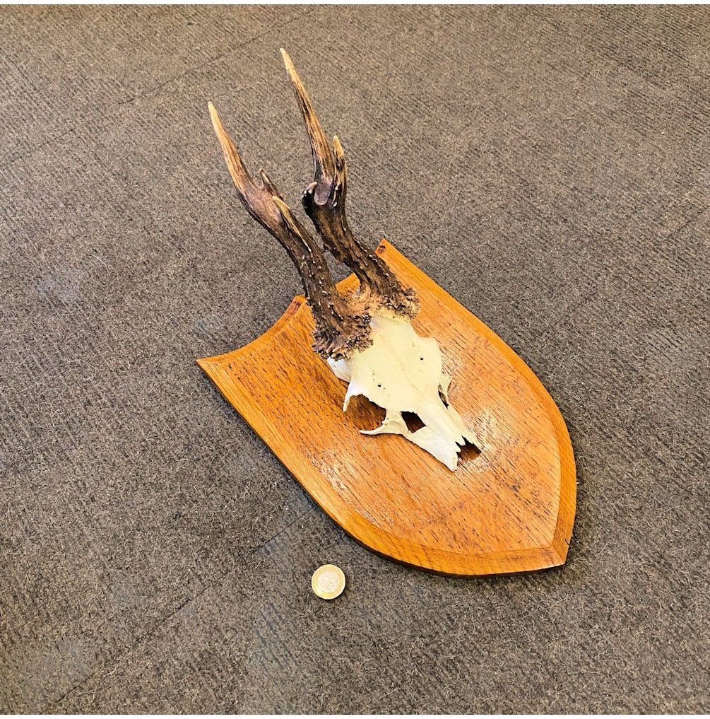 Pair of Mounted Roe Deer Prickets — view 3