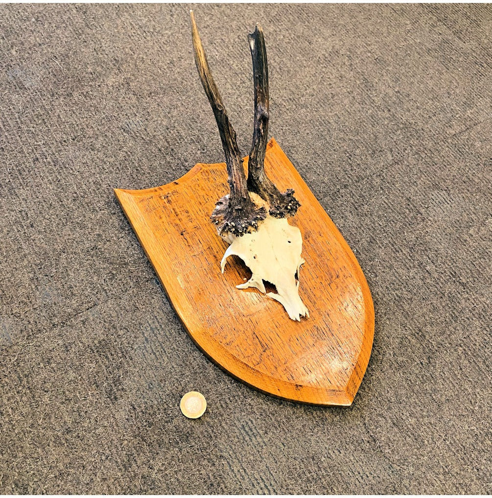Pair of Mounted Roe Deer Prickets — view 2